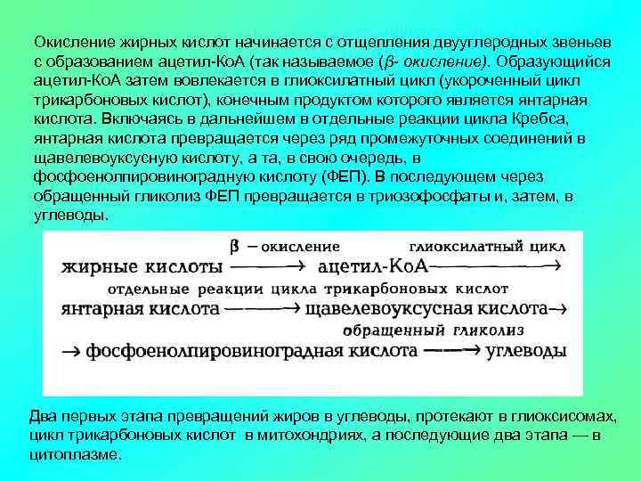 Окисление жирных кислот начинается с отщепления двууглеродных звеньев с образованием ацетил-Ко. А (так называемое