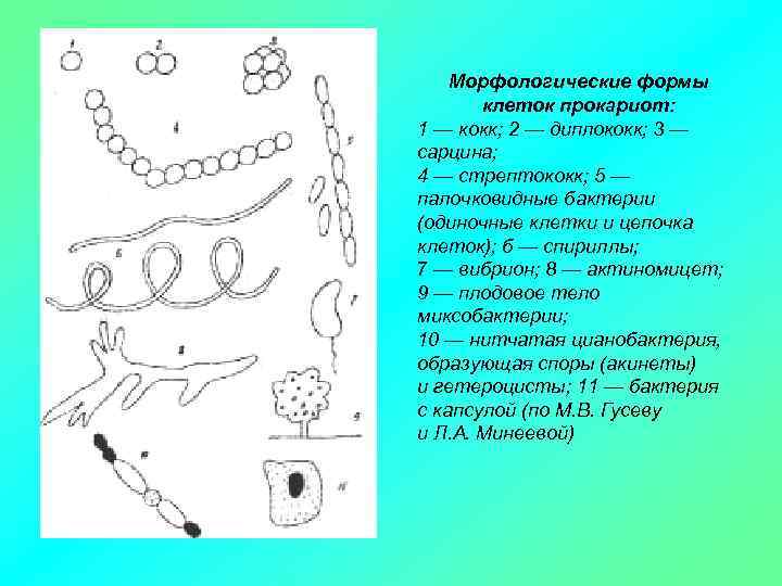 Морфологические формы клеток прокариот: 1 — кокк; 2 — диплококк; 3 — сарцина; 4