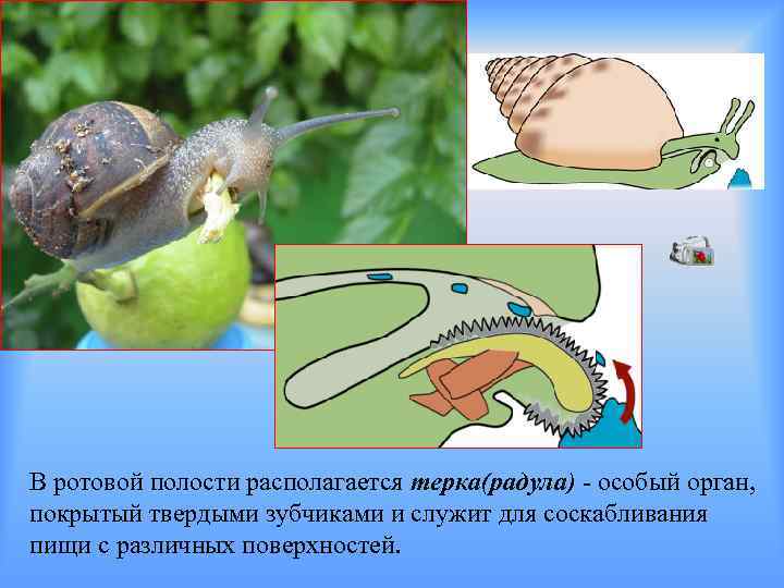 В ротовой полости располагается терка(радула) - особый орган, покрытый твердыми зубчиками и служит для