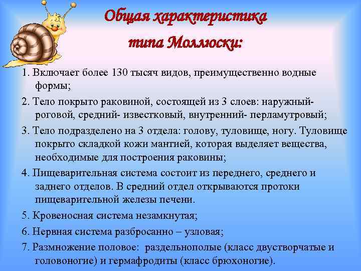 Общая характеристика типа Моллюски: 1. Включает более 130 тысяч видов, преимущественно водные формы; 2.