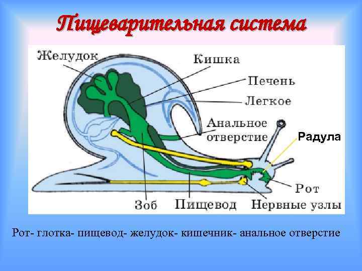 Пищеварительная система Радула Рот- глотка- пищевод- желудок- кишечник- анальное отверстие 