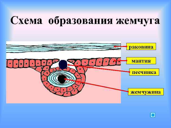 Схема образования жемчуга раковина мантия песчинка жемчужина 