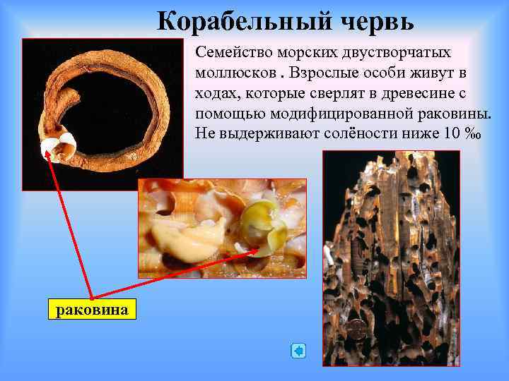 Корабельный червь Семейство морских двустворчатых моллюсков. Взрослые особи живут в ходах, которые сверлят в