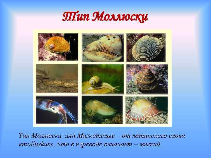 Тип Моллюски или Мягкотелые – от латинского слова «molluskus» , что в переводе означает