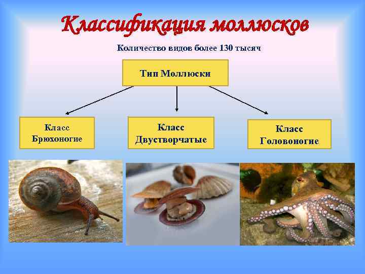 Класс моллюски примеры. Брюхоногие представители. Класс моллюски. Число видов брюхоногих моллюсков. Моллюски представители группы.