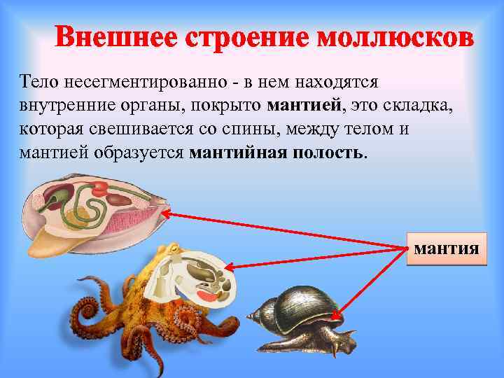 Виноградная улитка имеет мантийную полость. Брюхоногие моллюски мантия. Мантийная полость у моллюсков. Строение скелета моллюсков.