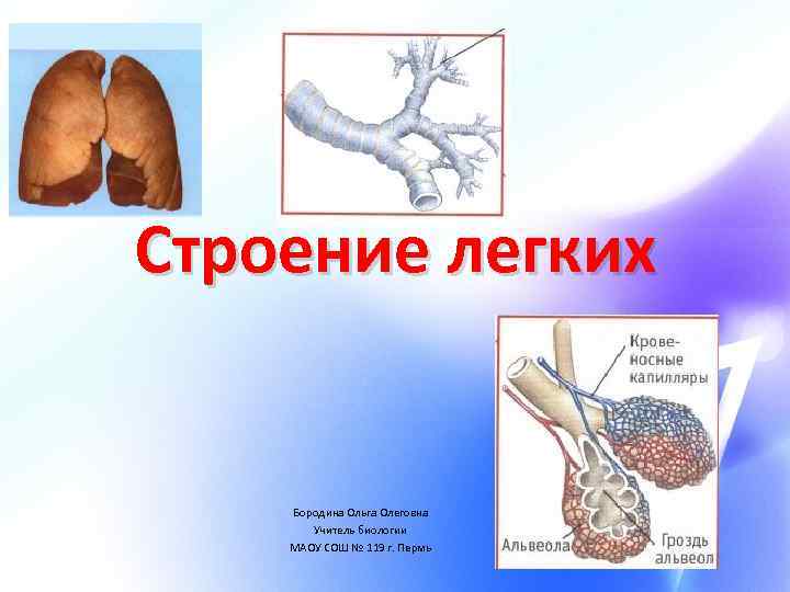 Строение легких Бородина Ольга Олеговна Учитель биологии МАОУ СОШ № 119 г. Пермь 