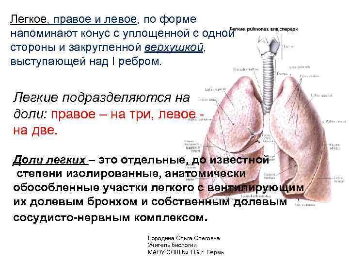 Легкое, правое и левое, по форме напоминают конус с уплощенной с одной стороны и