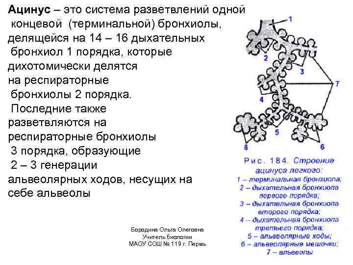 Ацинус – это система разветвлений одной концевой (терминальной) бронхиолы, делящейся на 14 – 16