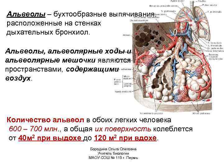 Альвеолы – бухтообразные выпячивания, расположенные на стенках дыхательных бронхиол. Альвеолы, альвеолярные ходы и альвеолярные