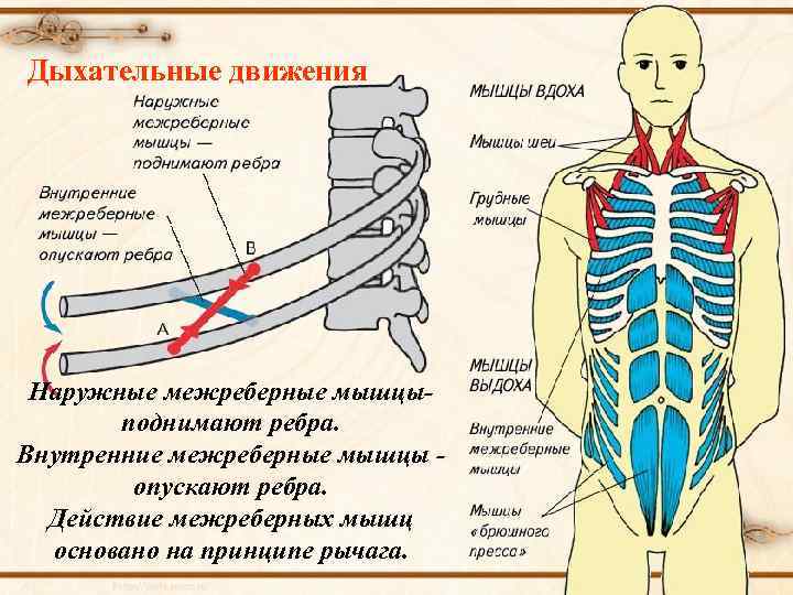 Дыхательные движения Наружные межреберные мышцыподнимают ребра. Внутренние межреберные мышцы опускают ребра. Действие межреберных мышц