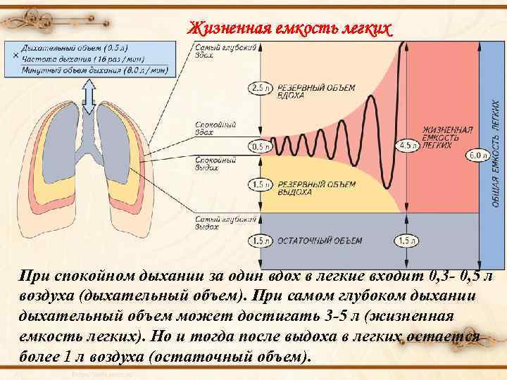 Жизненная емкость легких При спокойном дыхании за один вдох в легкие входит 0, 3