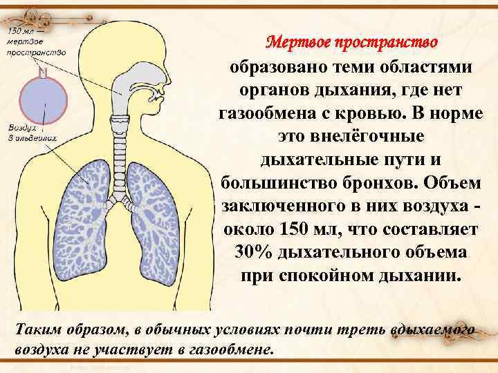 Мертвое пространство образовано теми областями органов дыхания, где нет газообмена с кровью. В норме