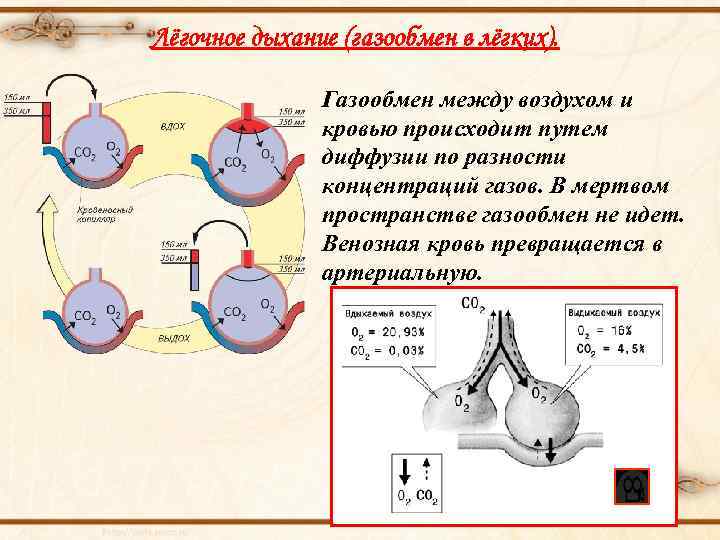 Лёгочное дыхание (газообмен в лёгких). Газообмен между воздухом и кровью происходит путем диффузии по