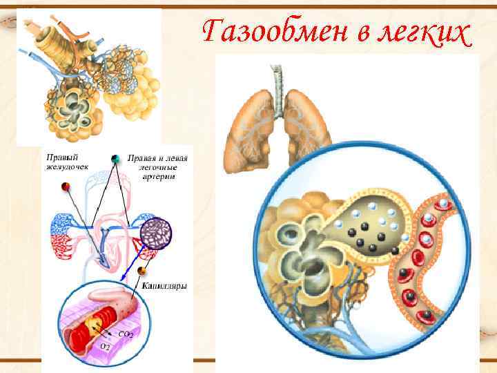 Газообмен в легких 