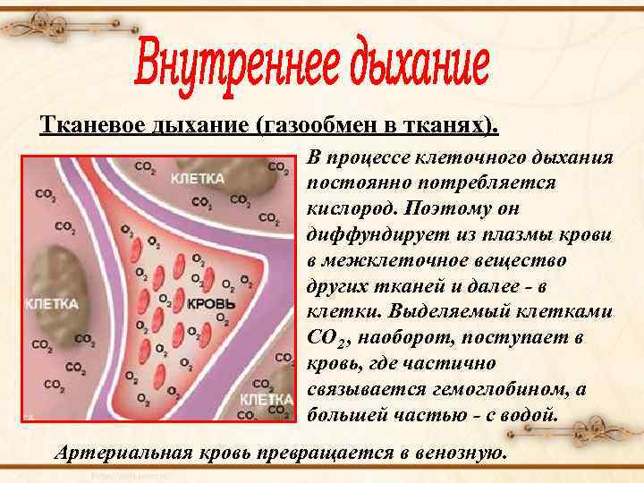 Тканевое дыхание (газообмен в тканях). В процессе клеточного дыхания постоянно потребляется кислород. Поэтому он