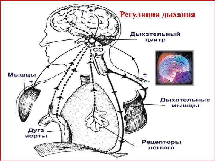 Регуляция дыхания 