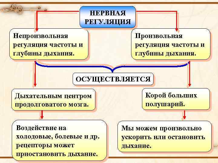 НЕРВНАЯ РЕГУЛЯЦИЯ Непроизвольная регуляция частоты и глубины дыхания. Произвольная регуляция частоты и глубины дыхания.