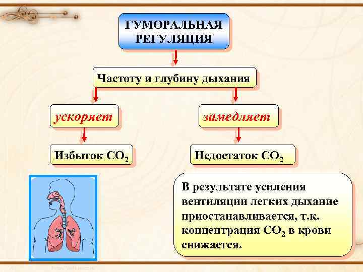 ГУМОРАЛЬНАЯ РЕГУЛЯЦИЯ Частоту и глубину дыхания ускоряет Избыток CO 2 замедляет Недостаток CO 2