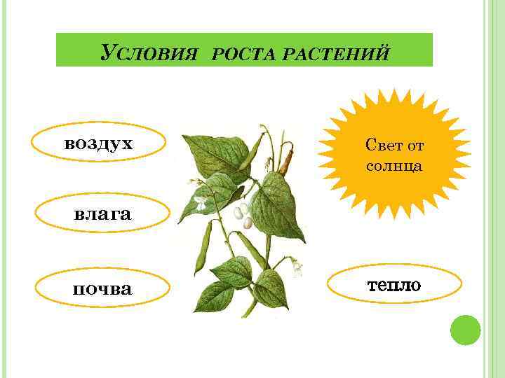 УСЛОВИЯ воздух РОСТА РАСТЕНИЙ Свет от солнца влага почва тепло 