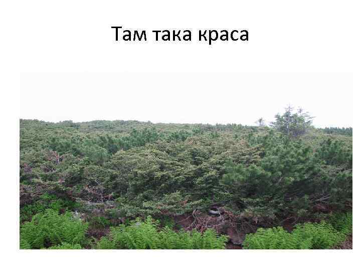 Там така краса 