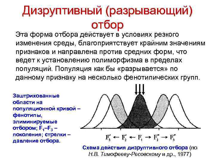 Дизруптивный (разрывающий) отбор Эта форма отбора действует в условиях резкого изменения среды, благоприятствует крайним