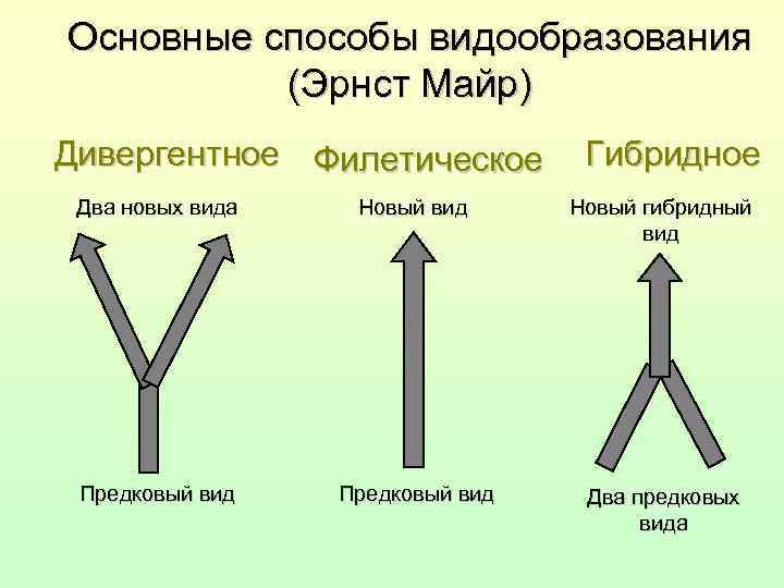 На рисунке представлена схема видообразования по ч дарвину какой эволюционный процесс