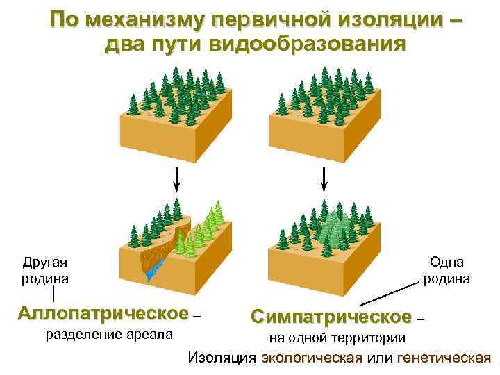 По механизму первичной изоляции – два пути видообразования Другая родина Одна родина Аллопатрическое –