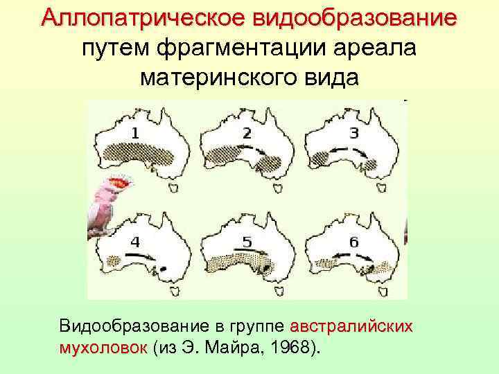 Аллопатрическое видообразование путем фрагментации ареала материнского вида Видообразование в группе австралийских мухоловок (из Э.