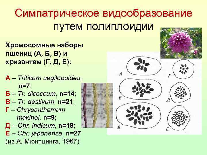 Симпатрическое видообразование путем полиплоидии Хромосомные наборы пшениц (А, Б, В) и хризантем (Г, Д,