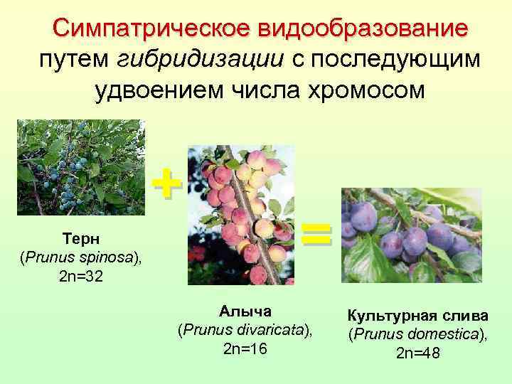 Симпатрическое видообразование путем гибридизации с последующим удвоением числа хромосом + Терн (Prunus spinosa), 2