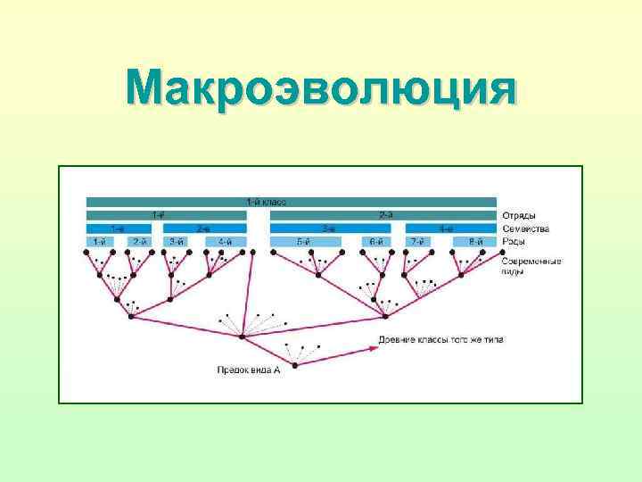 Макроэволюция 