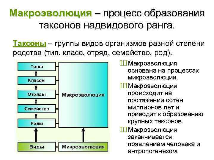 Макроэволюция презентация 11 класс