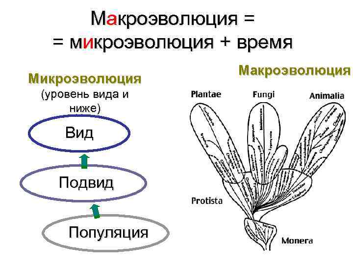 Макроэволюция = = микроэволюция + время Микроэволюция (уровень вида и ниже) Вид Подвид Популяция