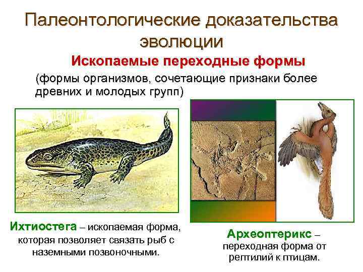 Переходные формы доказательство эволюции