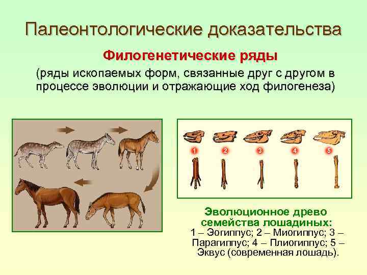 Палеонтологические доказательства Филогенетические ряды (ряды ископаемых форм, связанные друг с другом в процессе эволюции