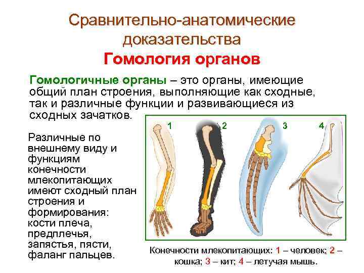 Сравнительно-анатомические доказательства Гомология органов Гомологичные органы – это органы, имеющие общий план строения, выполняющие