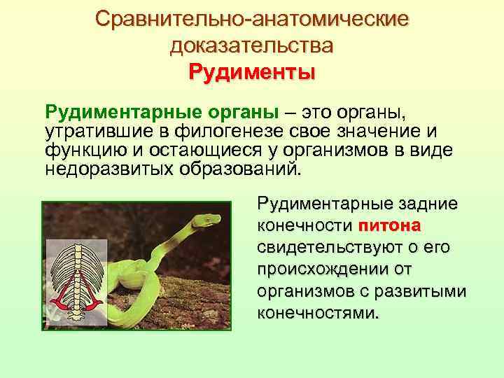 Сравнительно-анатомические доказательства Рудименты Рудиментарные органы – это органы, утратившие в филогенезе свое значение и