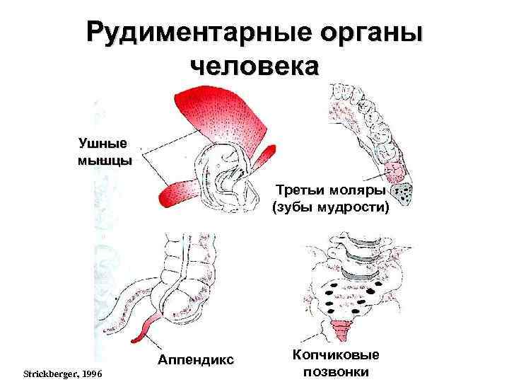 Рудиментарные органы человека Ушные мышцы Третьи моляры (зубы мудрости) Аппендикс Strickberger, 1996 Копчиковые позвонки