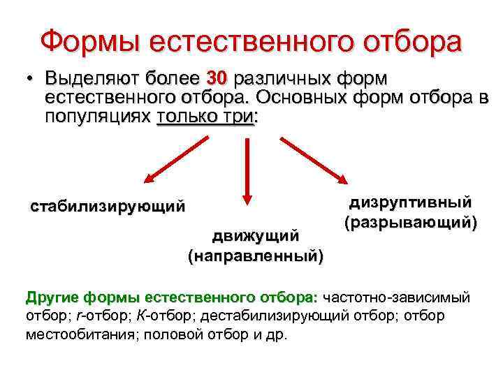 Формы естественного отбора • Выделяют более 30 различных форм естественного отбора. Основных форм отбора