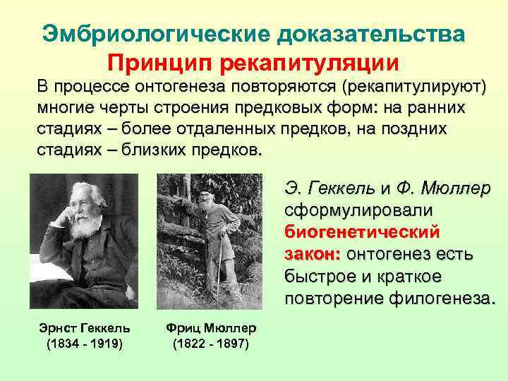 Эмбриологические доказательства Принцип рекапитуляции В процессе онтогенеза повторяются (рекапитулируют) многие черты строения предковых форм: