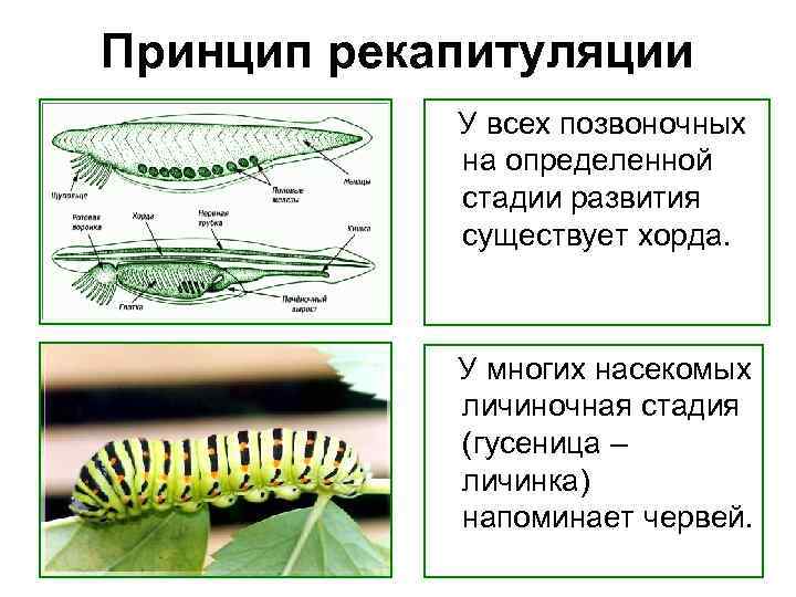 Принцип рекапитуляции У всех позвоночных на определенной стадии развития существует хорда. У многих насекомых