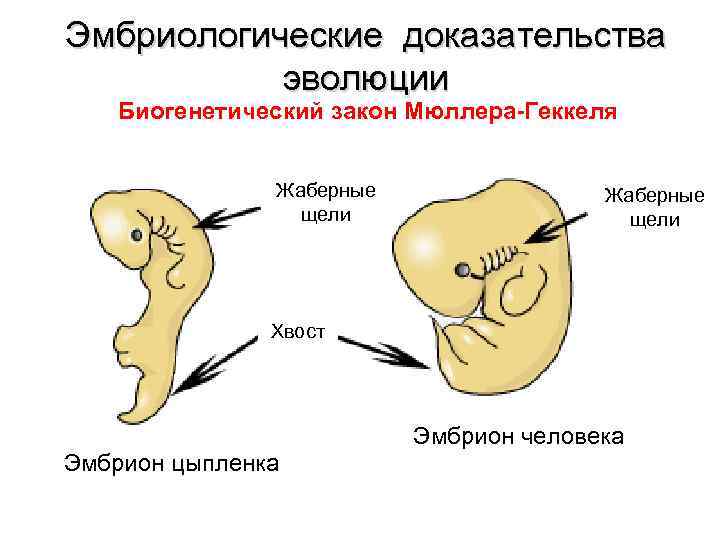 Эмбриологические доказательства эволюции Биогенетический закон Мюллера-Геккеля Жаберные щели Хвост Эмбрион цыпленка Эмбрион человека 