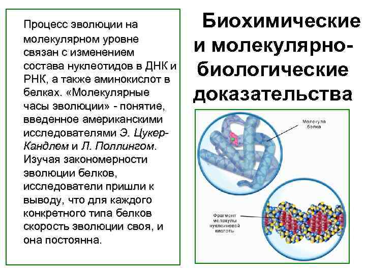  Процесс эволюции на молекулярном уровне связан с изменением состава нуклеотидов в ДНК и