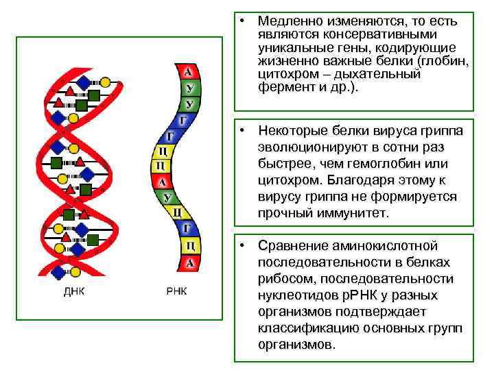  • Медленно изменяются, то есть являются консервативными уникальные гены, кодирующие жизненно важные белки