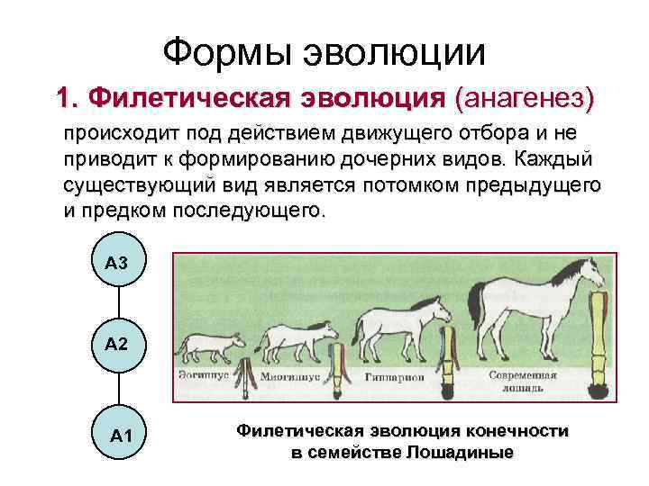 Формы эволюции 1. Филетическая эволюция (анагенез) происходит под действием движущего отбора и не приводит