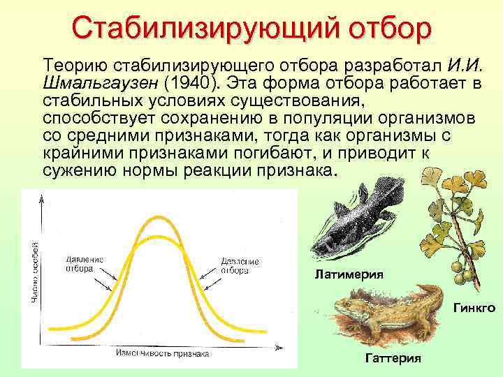 Стабилизирующий отбор Теорию стабилизирующего отбора разработал И. И. Шмальгаузен (1940). Эта форма отбора работает