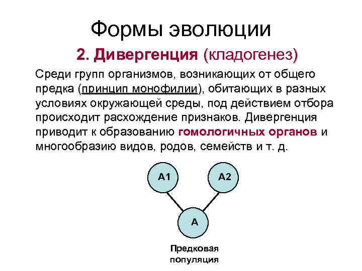 Формы эволюции 2. Дивергенция (кладогенез) Среди групп организмов, возникающих от общего предка (принцип монофилии),