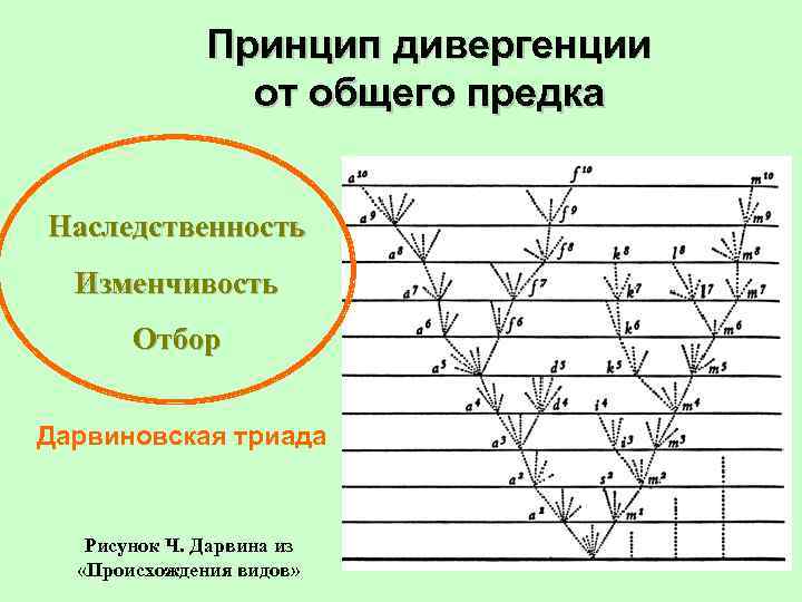 Принцип дивергенции от общего предка Наследственность Изменчивость Отбор Дарвиновская триада Рисунок Ч. Дарвина из