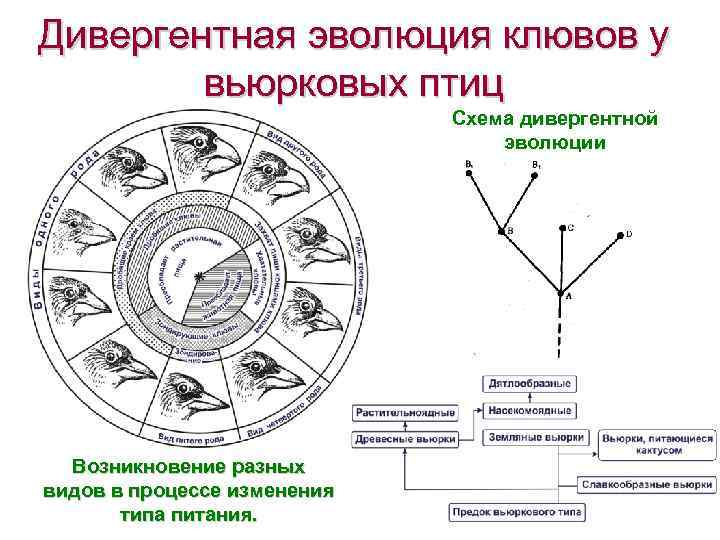 Дивергентная эволюция клювов у вьюрковых птиц Схема дивергентной эволюции 1 Возникновение разных видов в